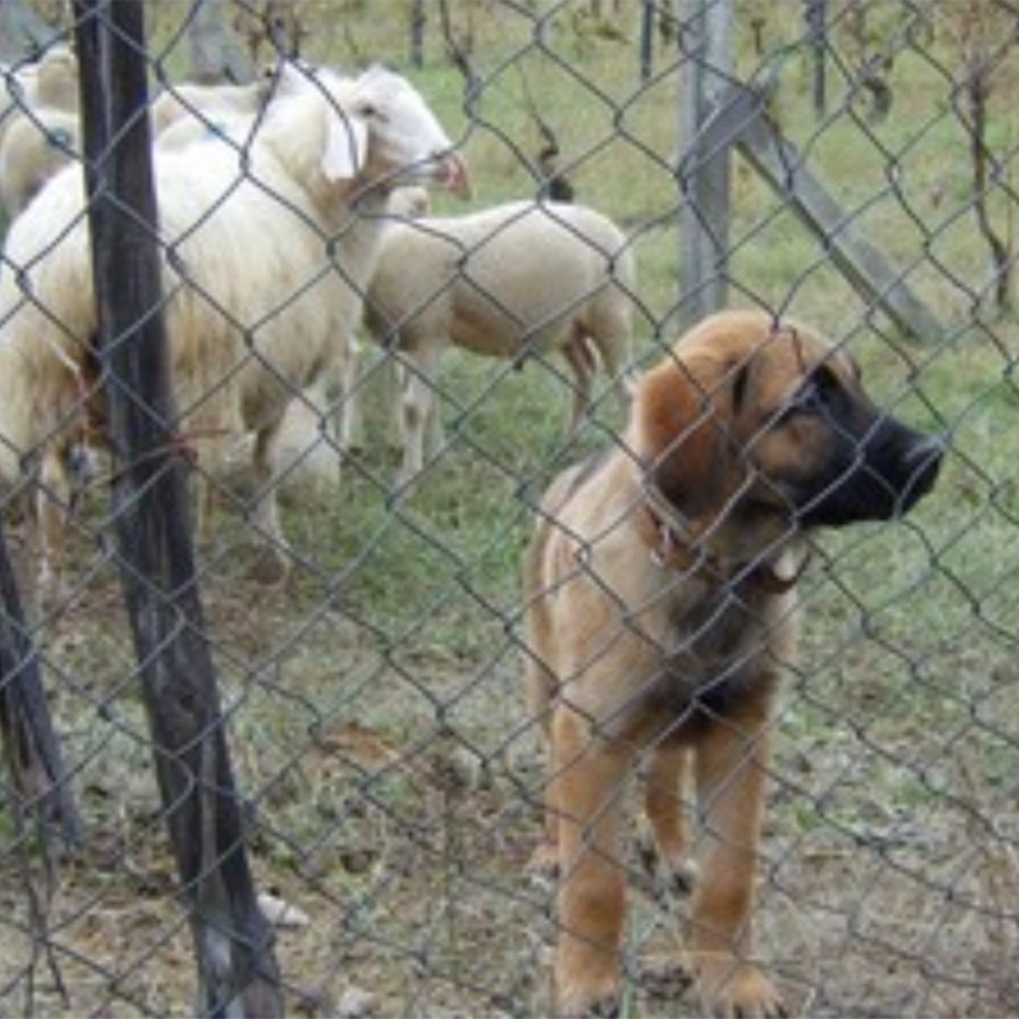 Care to be taken in fenced pastures